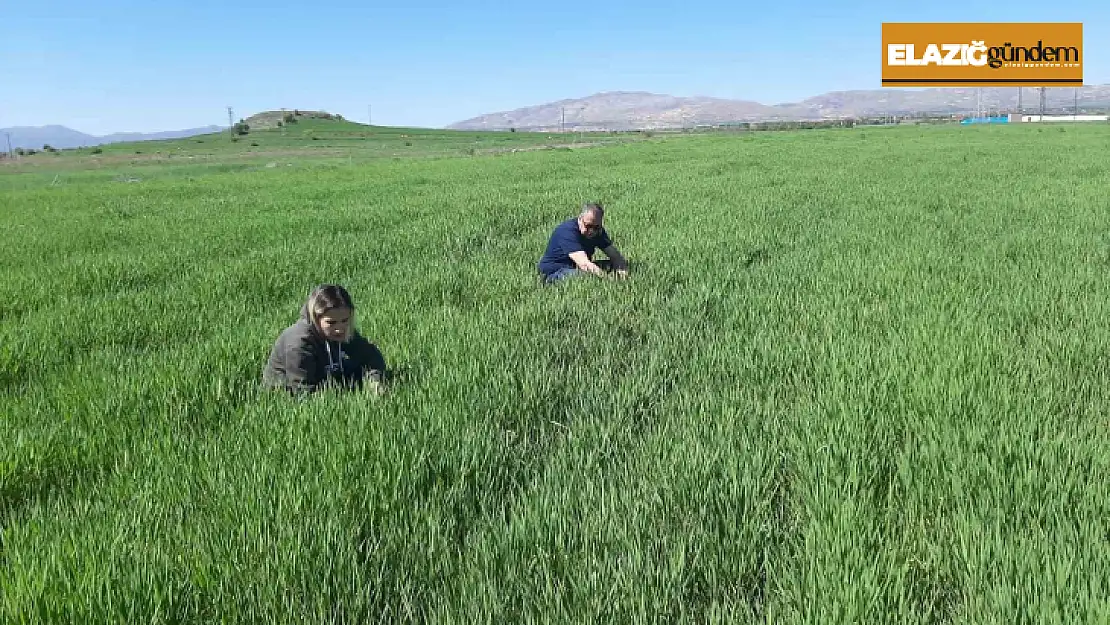 Elazığ'da süne ile mücadele çalışmaları başladı