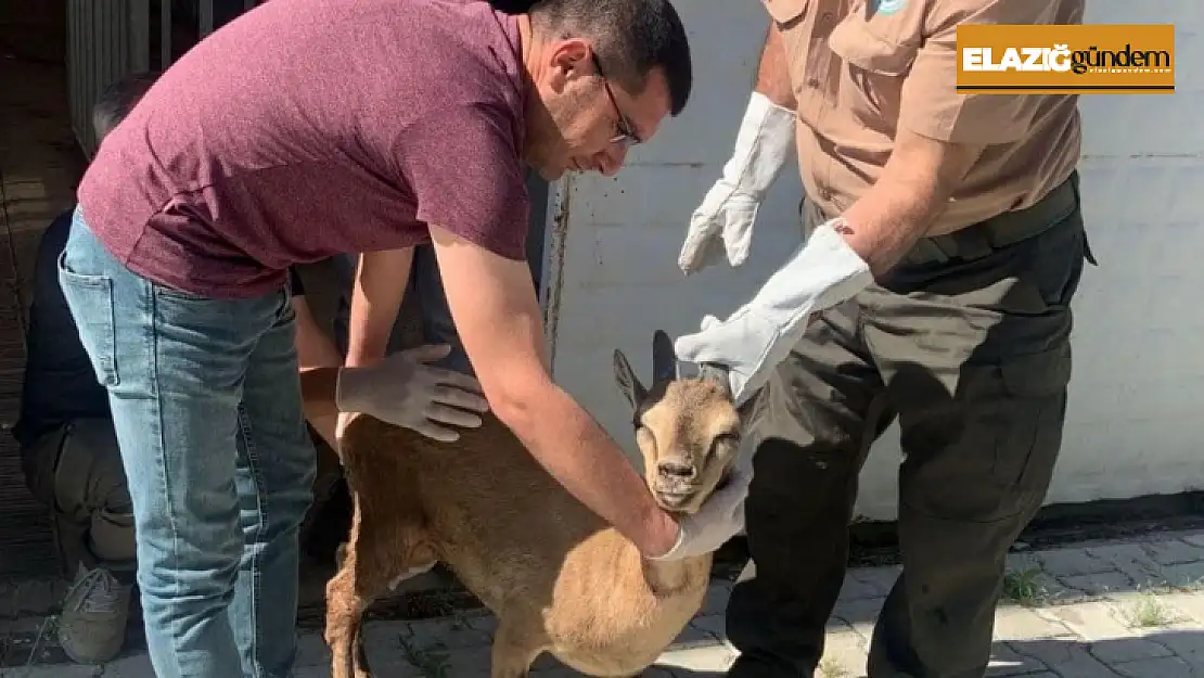 Elazığ'da tedavisi tamamlanan yaban keçisi doğaya bırakıldı