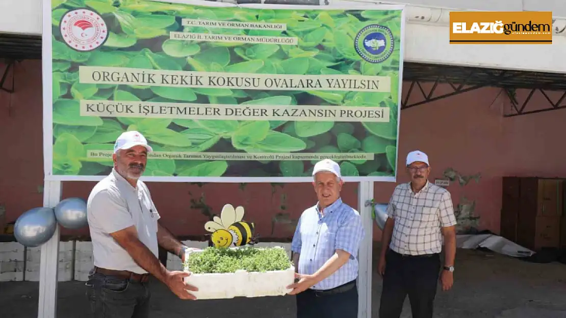 Elazığ'da üreticilere 30 bin kekik fidesi dağıtıldı