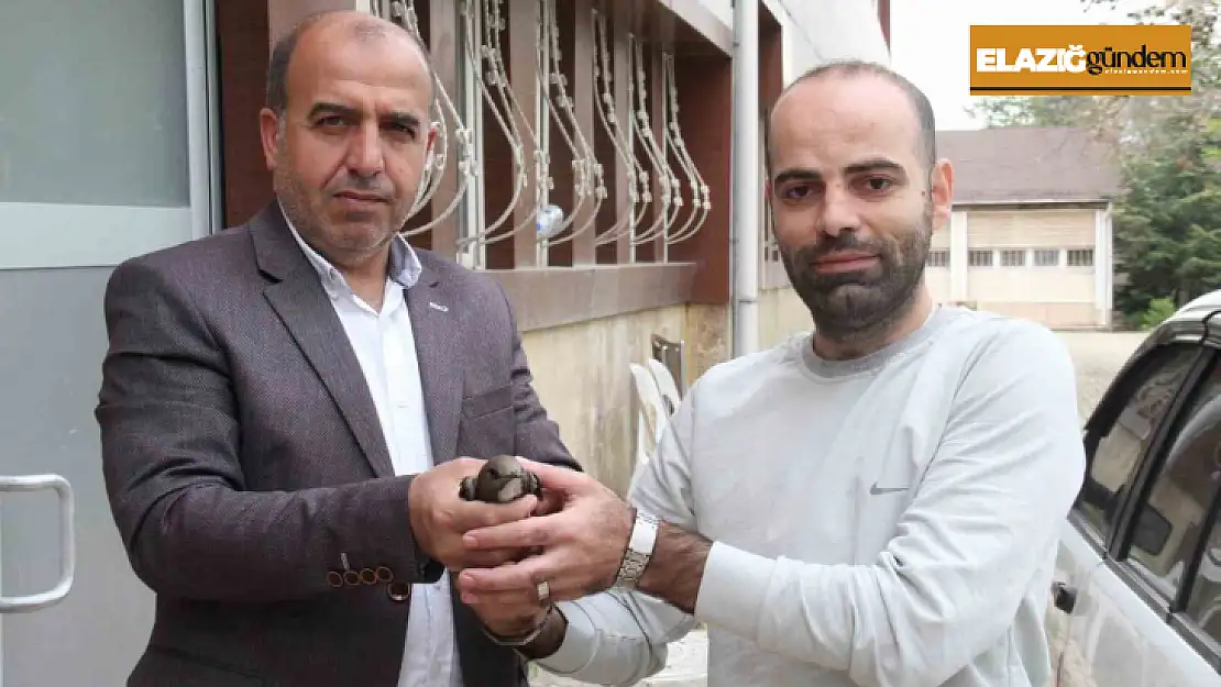 Elazığ'da vatandaşın bulduğu ebabil kuşu, koruma altına alındı