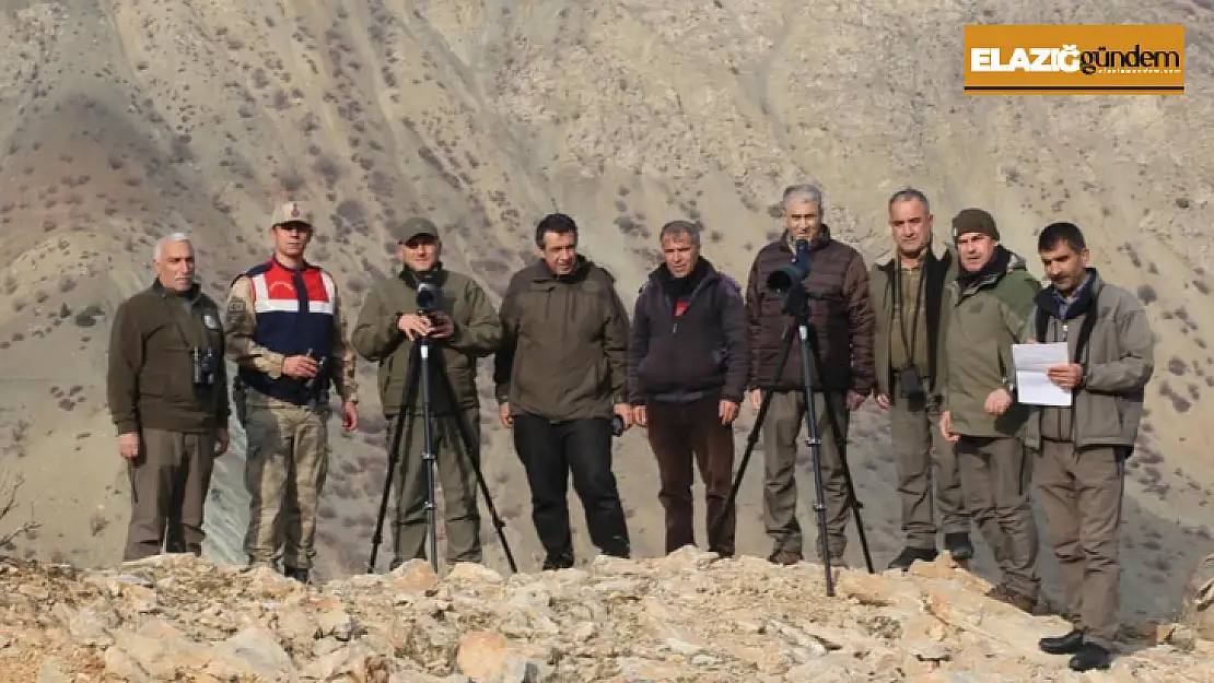 Elazığ'da yaban keçisi envanter çalışması yapıldı