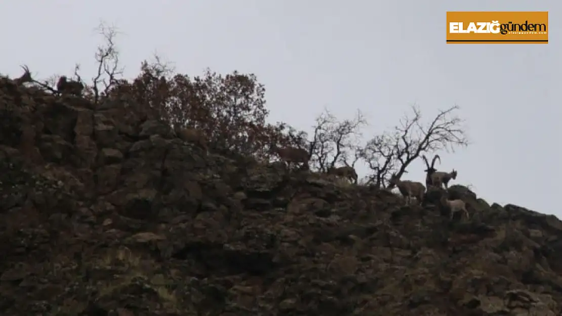 Elazığ'da yaban keçisi envanter çalışması yapıldı