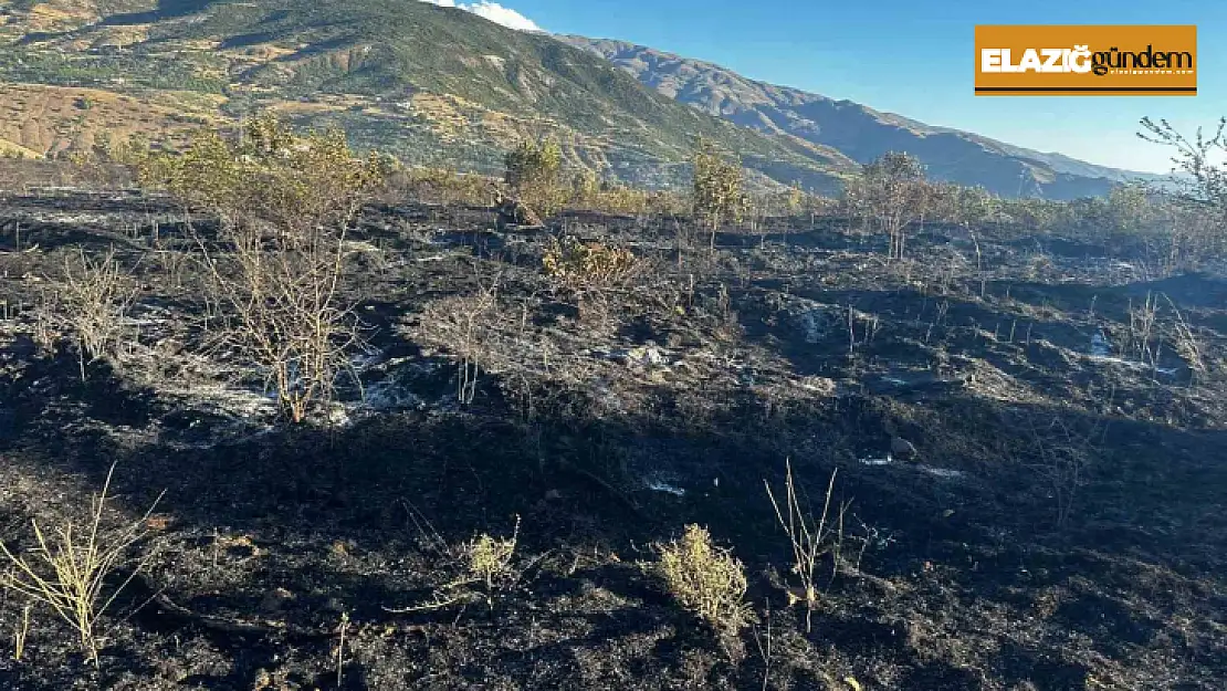 Elazığ'da yangın: 4 kişi yaralandı, yüzlerce kayısı ağacı yandı