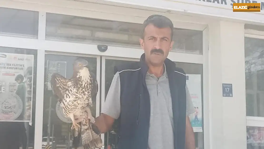 Elazığ'da yaralı şahin tedavi altına alındı