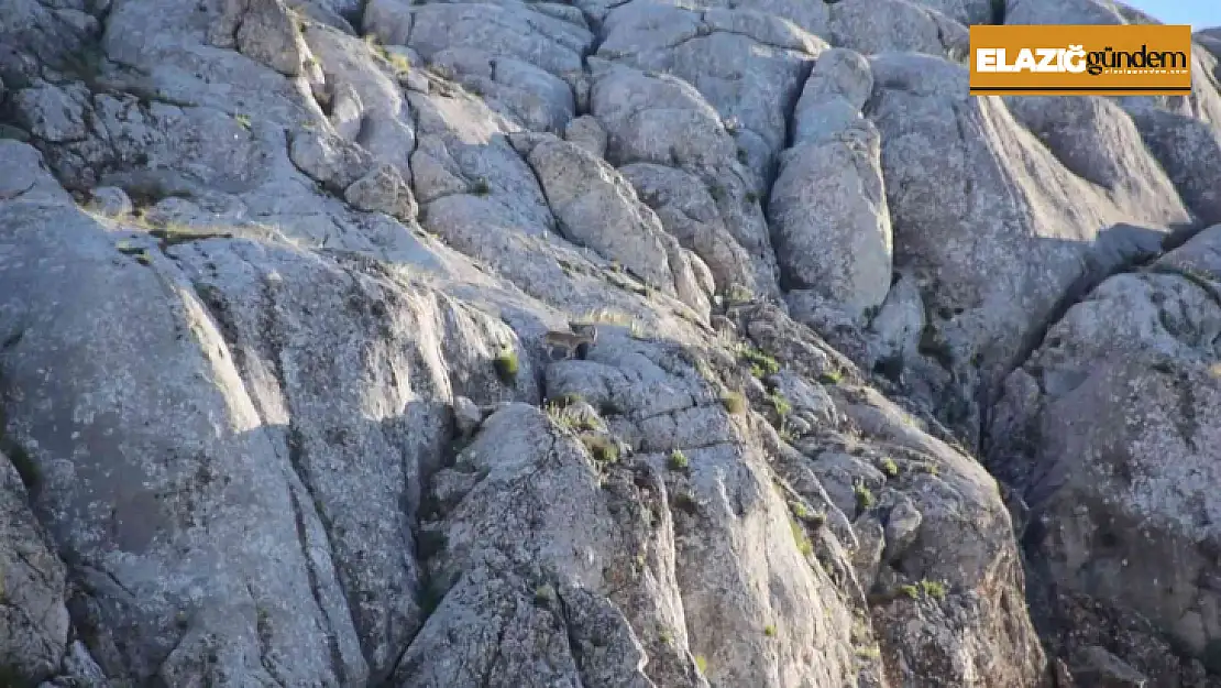 Elazığ'da yavru yaban keçisi görüldü