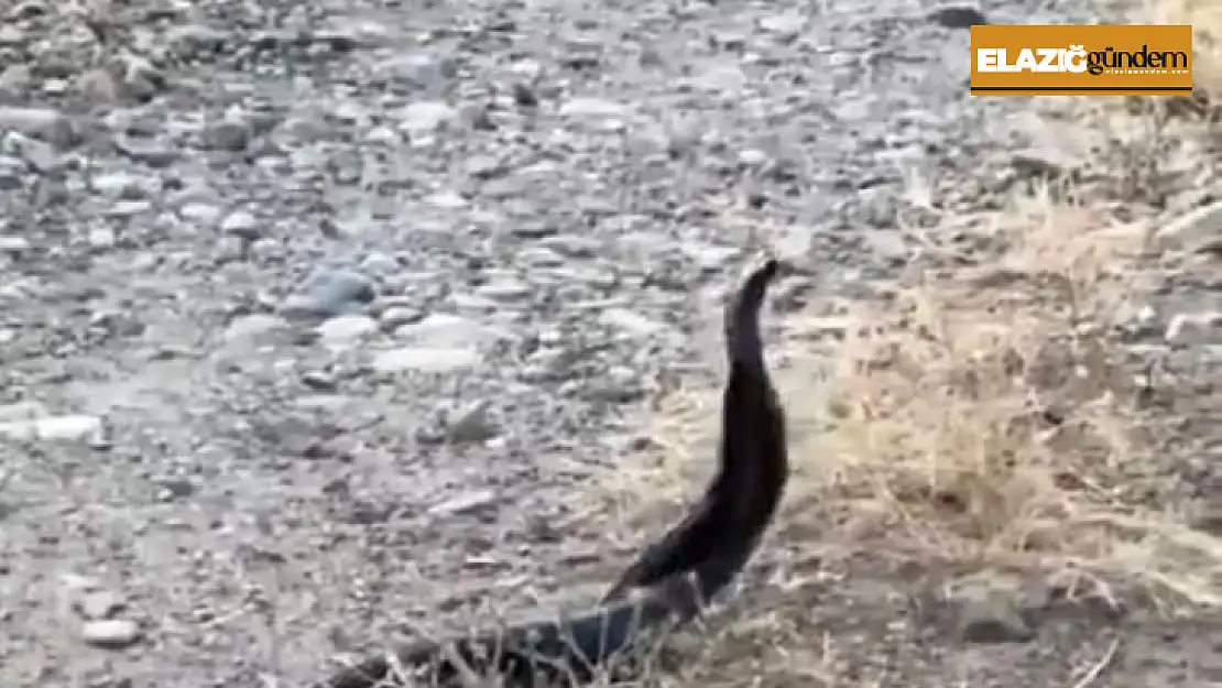 Elazığ'da yılanların çiftleşme dansı kameraya yansıdı