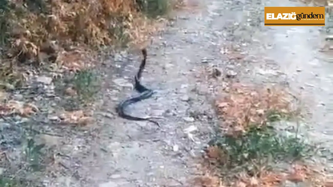 Elazığ'da yılanların dansı kamerada