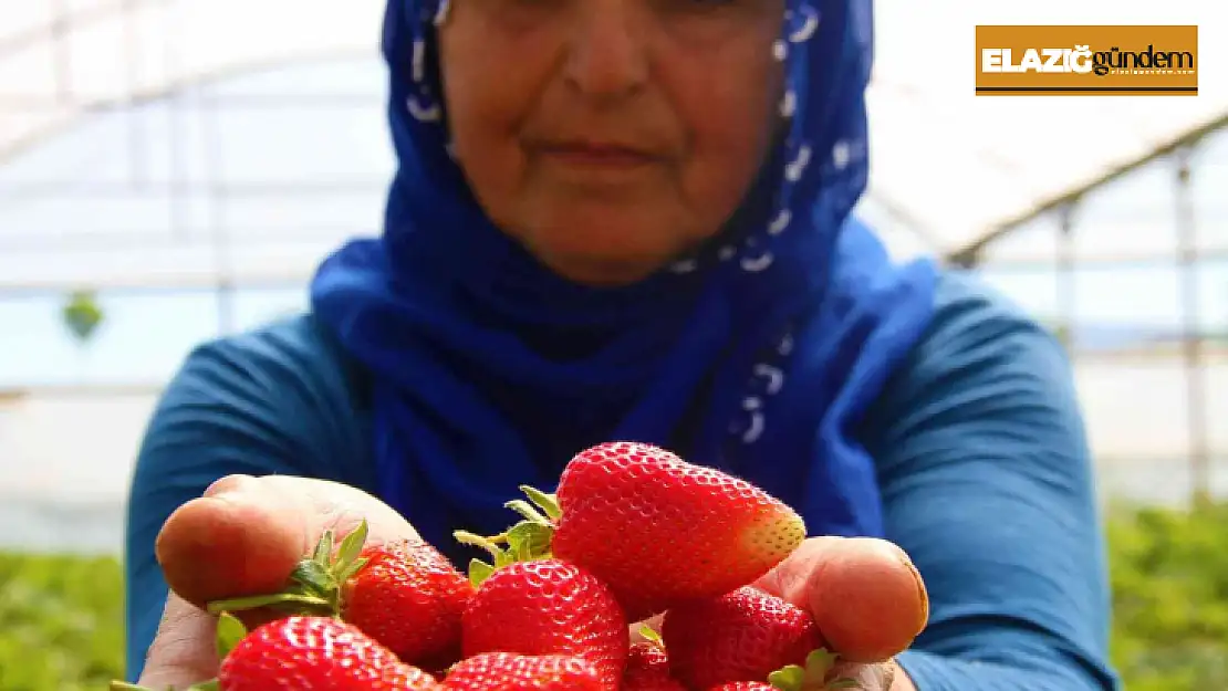 Uluova'da yılın ilk örtü altı çilek hasadı başladı