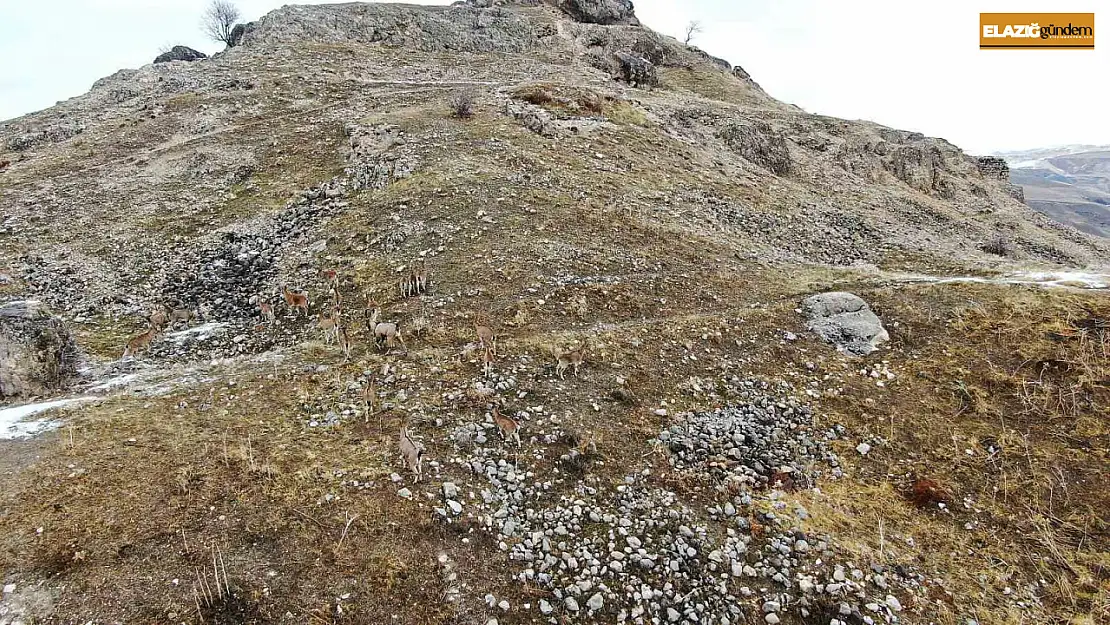 Elazığ'daki Palu Kalesi'nde dağ keçileri dronla havadan görüntülendi