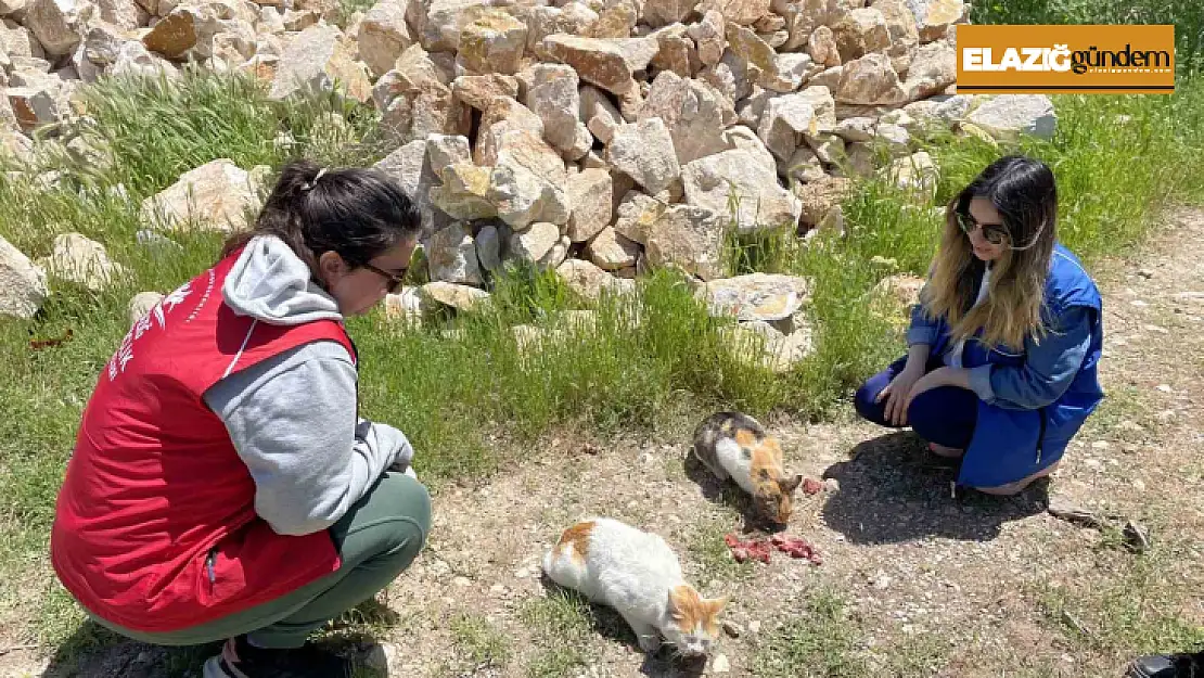 Elazığ'ın genç gönüllülerinden sokak hayvanlarına mama desteği