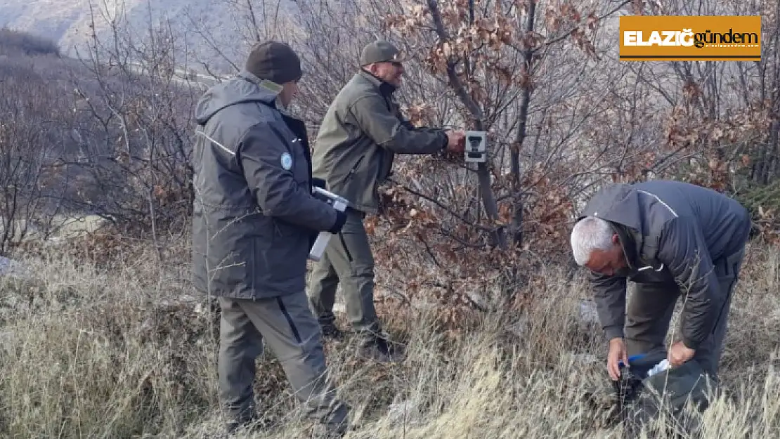 Elazığ'ın yaban hayatı fotokapanlar ile kayıt altına alınıyor