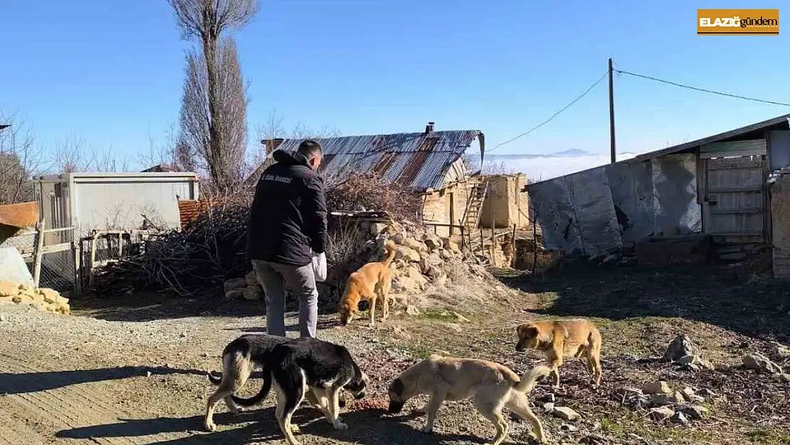 Elazığ Özel İdare ekipleri, sokak hayvanlarını unutmadı