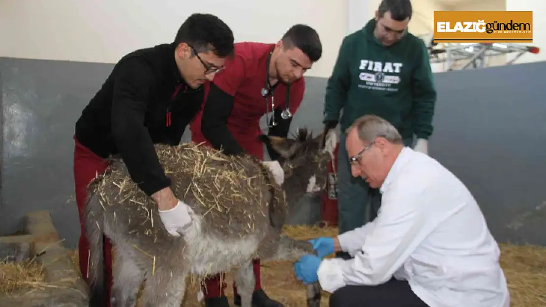 Fırat Üniversitesi Hayvan Hastanesi'nde bir yıl 7 bin 600 hayvan tedavi edildi