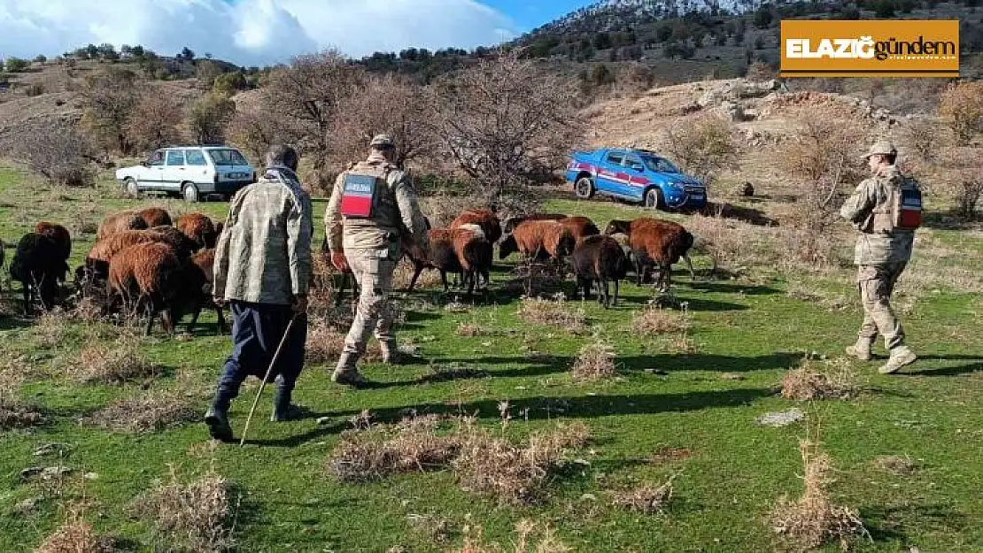 Fırtınada kaybolan koyunlar jandarma tarafından bulundu