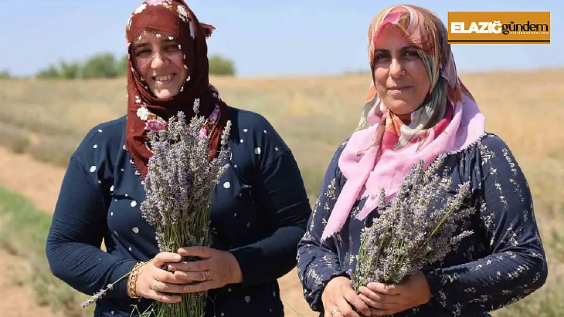 Gelin-görümce sırt sırta verdi, lavanta bahçesi kurdu