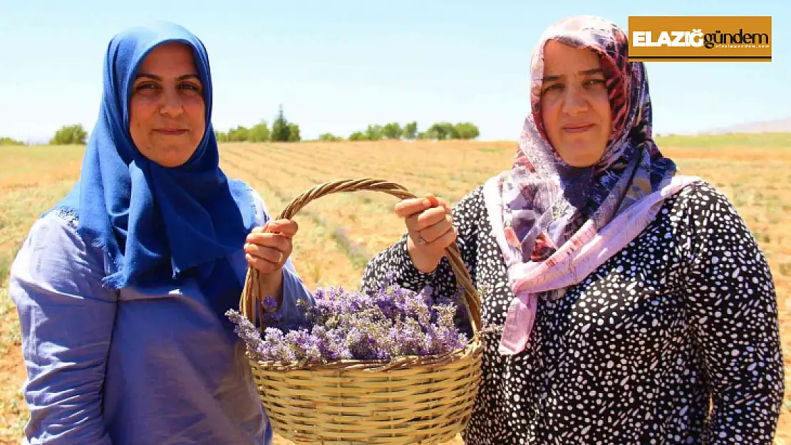 Gelin ve görümce sırt sırta verdi, ektikleri lavanta bahçesinden ilk hasat alındı