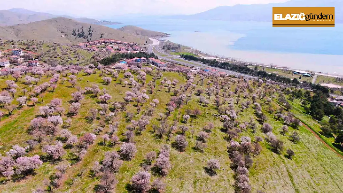 Hazar Gölü kıyısında badem ağaçları çiçek açtı, eşsiz manzara havadan görüntülendi