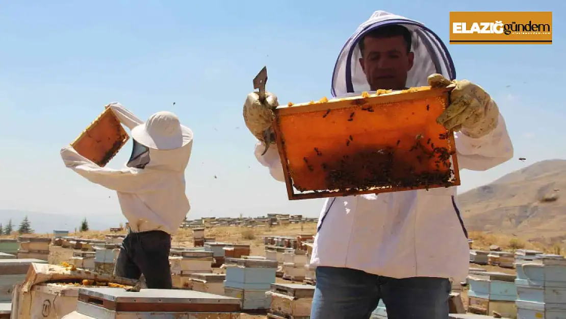 İklim değişikliği florayı etkiledi, arıcılar bu yıl da umduğunu bulamadı