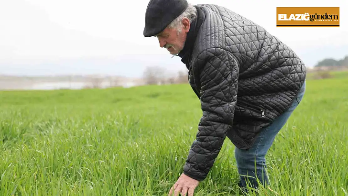 İlkbahar yağışları çiftçilerin yüzünü güldürdü