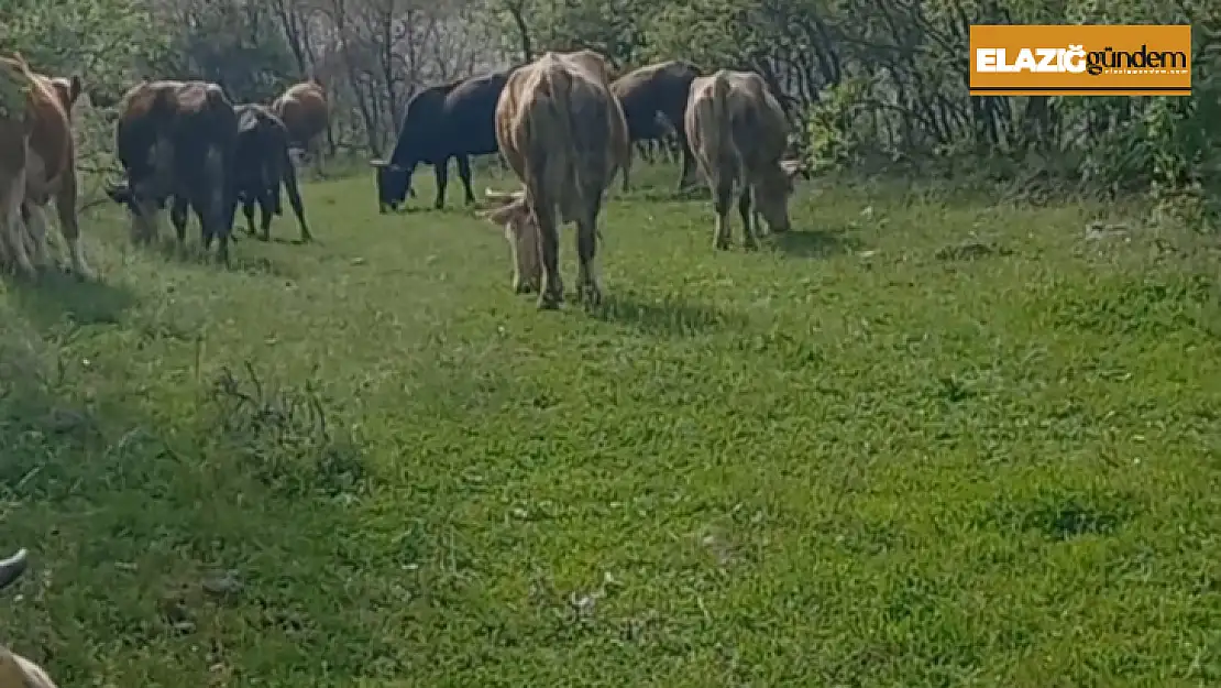 İneklerini otlatırken yılan soktu, hastaneye kaldırıldı