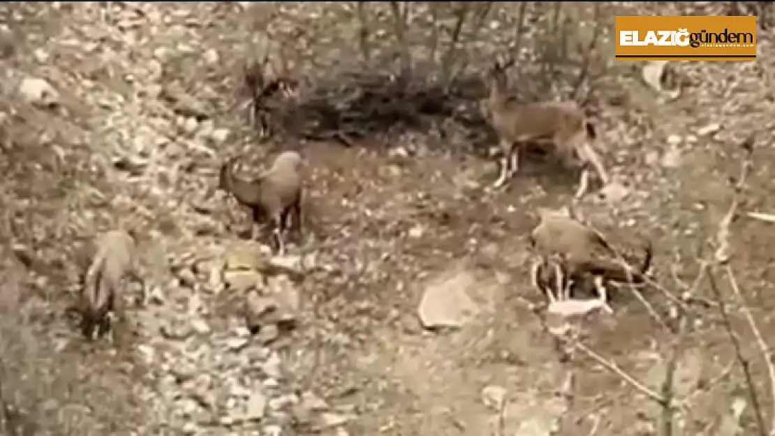 Karakoçan'da dağ keçileri sürü halinde görüntülendi