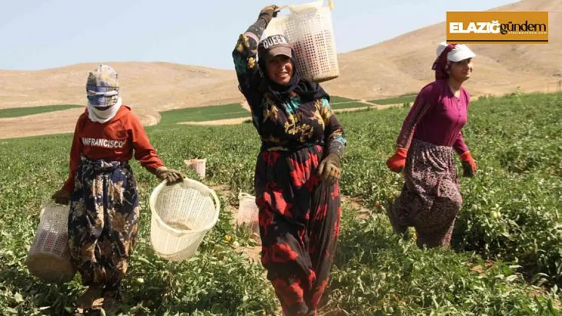 Kavurucu sıcak altında tarlada ekmek mücadelesi