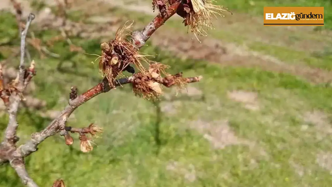 Kayısıları don vurdu, üretici zor durumda kaldı