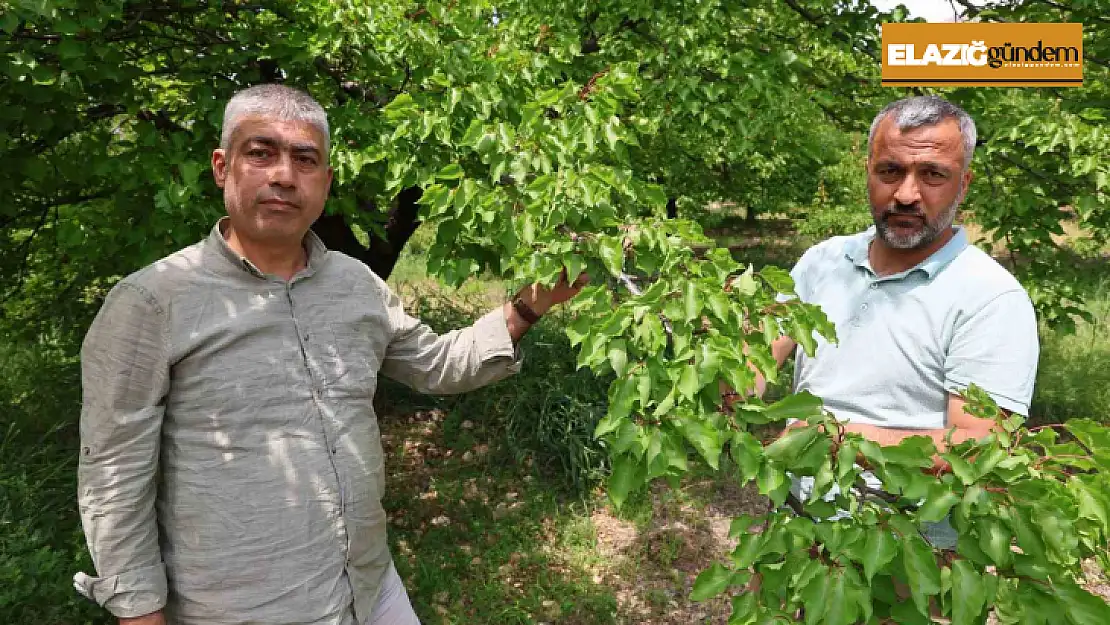 Kayısıyı 'sis' vurdu, rekoltede yüzde 60 düşüş bekleniyor