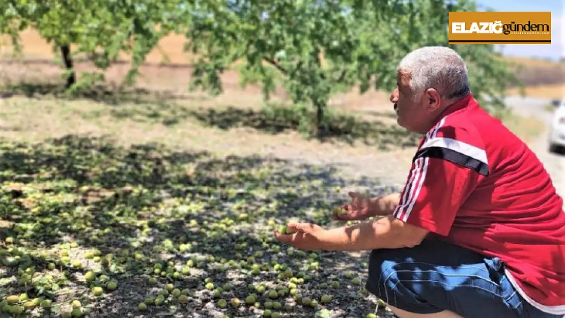 Kayısıyı bu kez dolu vurdu