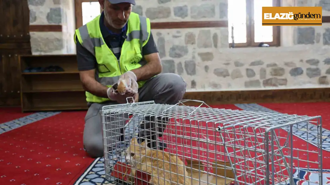 Kedi 500 yıllık caminin minberinde doğum yaptı, belediye sahip çıktı