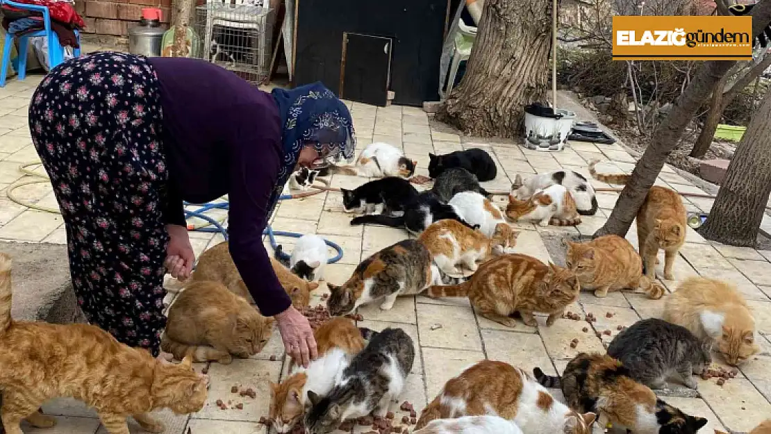 Neredeyse Harput'taki tüm kedilere Nuriye Teyze bakıyor