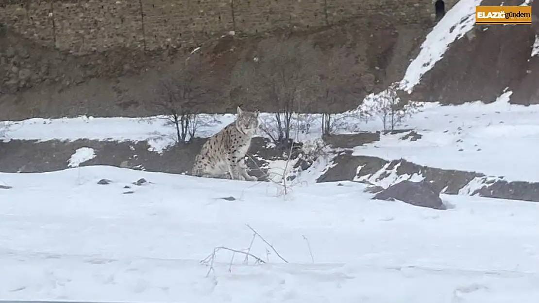Kırmızı listedeki vaşak Elazığ'da görüldü