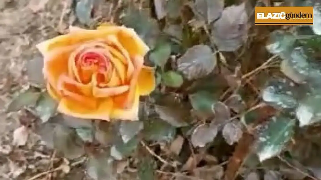Kış ortasında güller açtı, vatandaşlar şaşırdı