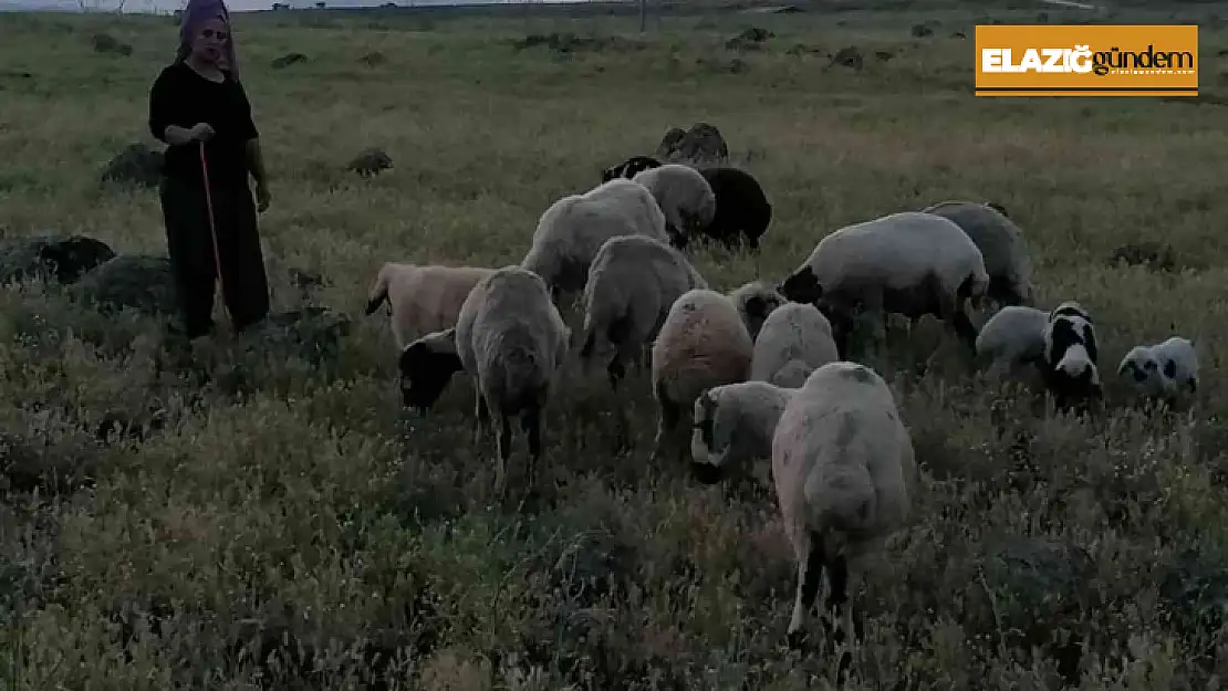 Köpeklerin saldırısına uğrayan 3 koyun telef oldu