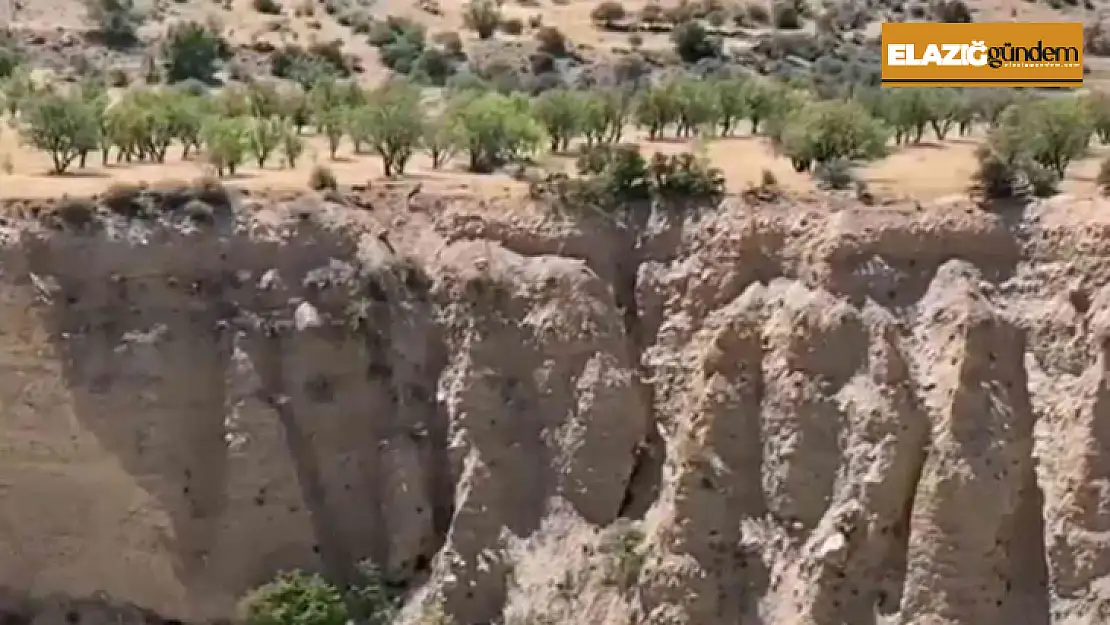 Koruma altındaki dağ keçileri sürü halinde görüntülendi