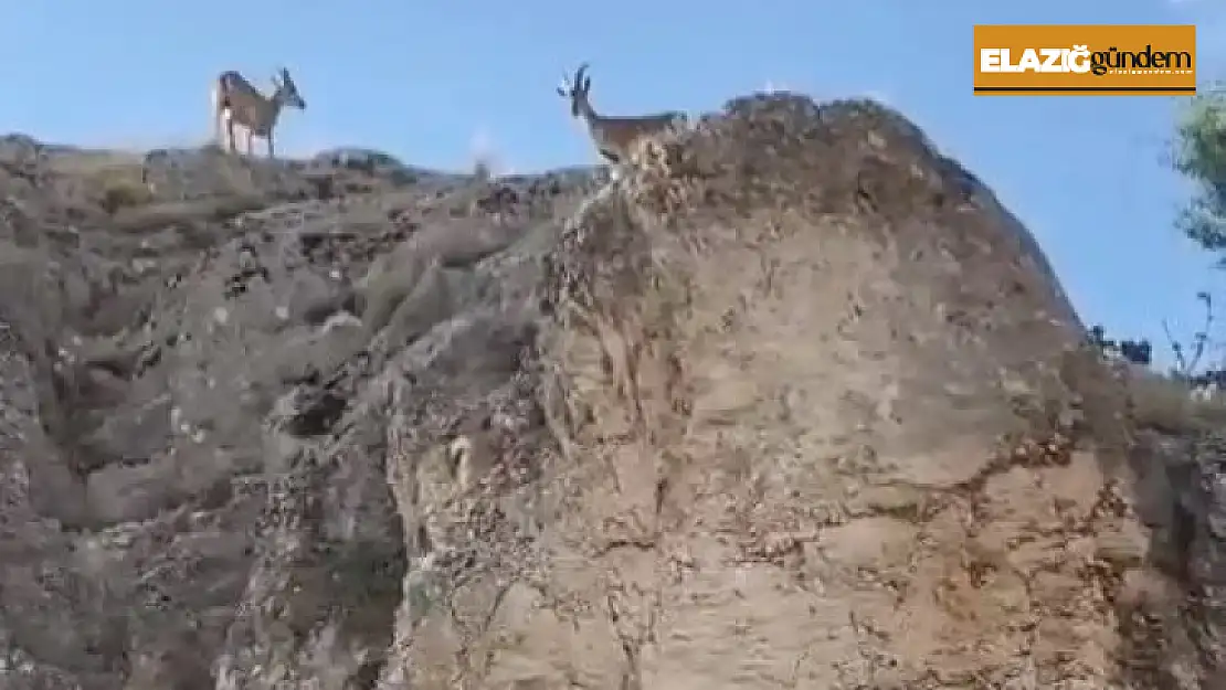 Koruma altındaki dağ keçileri Harput'ta görüntülendi