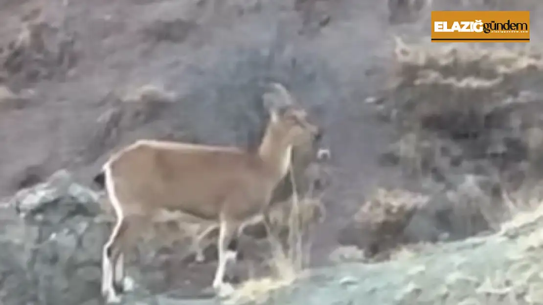 Koruma altındaki dağ keçisi ve yavruları Harput'ta görüntülendi