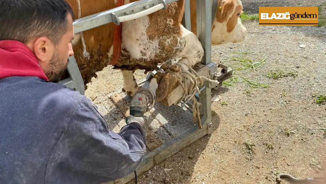 Köy köy gezerek ineklere pedikür yapıyorlar