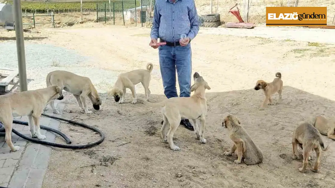 Köy muhtarının hayvan sevgisi: Çeyrek asırdır sahipsiz köpekleri besliyor