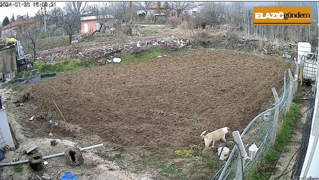 Kümese giren köpek tavuğu alıp kaçtı, o anlar kameraya yansıdı