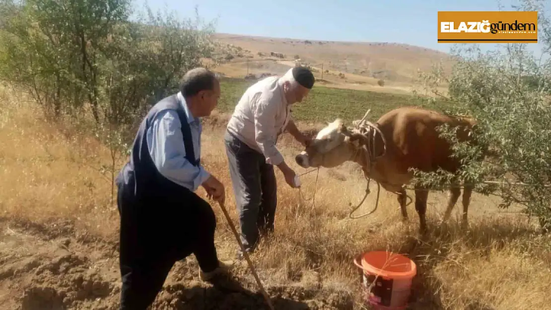 Kurban Bayramında kesilmemek için kaçan inek, 22 gün sonra ortaya çıktı