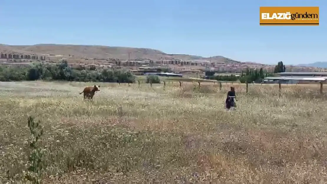 Kurban Bayramının ilk 'kaçağı' Elazığ'dan: Kurbanlık inek sahibinin omurgasını kırıp kaçtı