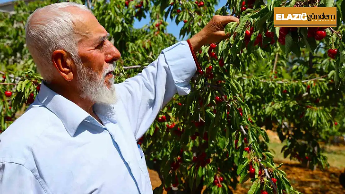 Medeniyetler beşiği 5 bin yıllık Harput'ta erken kiraz hasadı