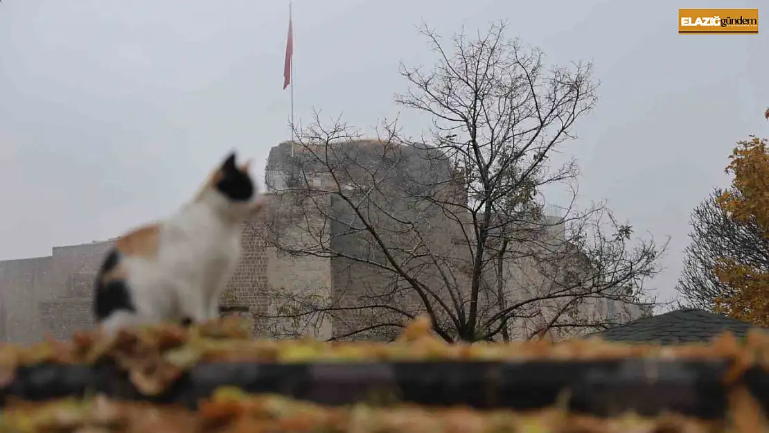 Medeniyetler beşiği Harput'ta 'kedili' manzaralar