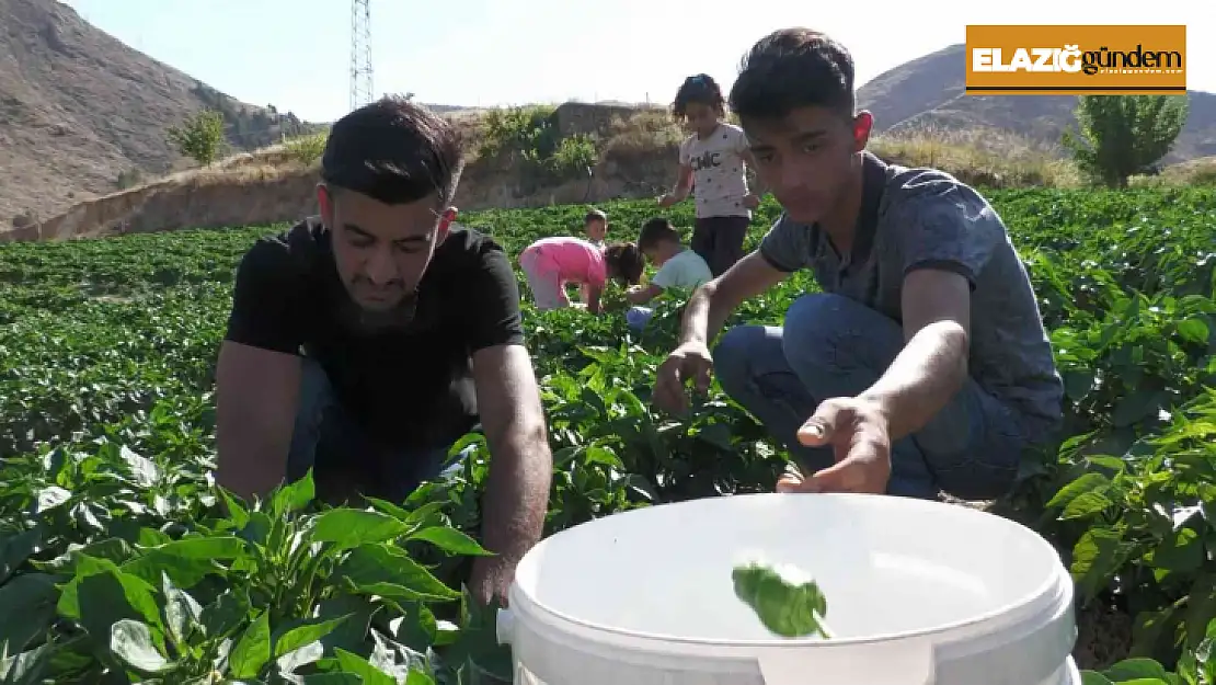 Meşhur Keban biberinde hasat başladı