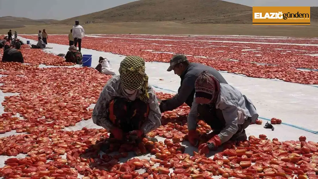 Mevsimlik işçi öğrencilerin büyük başarısı: Biri hukuk fakültesini kazandı, diğeri Türkiye ikincisi oldu