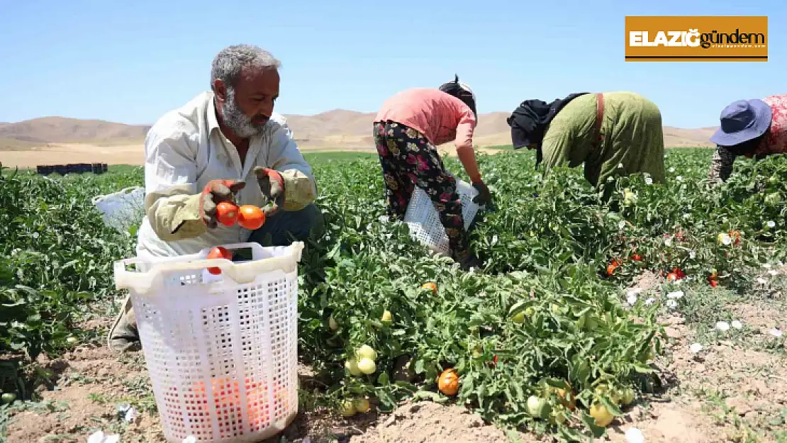 Mevsimlik işçilerin sıcak altına ekmek mücadelesi