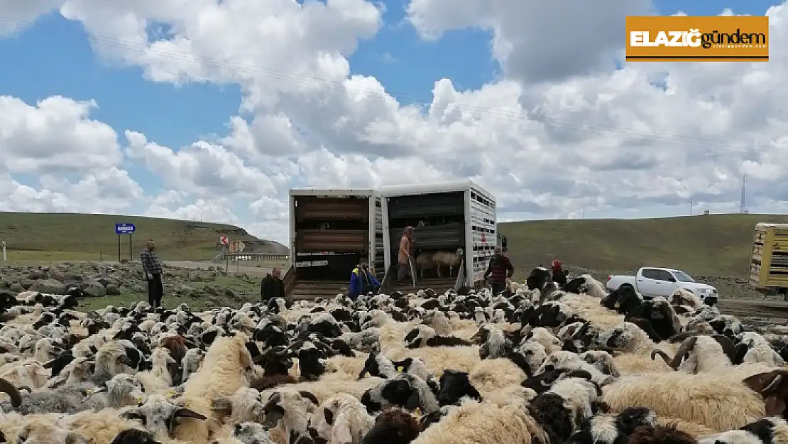 Muhtarın öldürüldüğü olay sonrası 4 bin 500 küçükbaş ilçe dışına taşındı