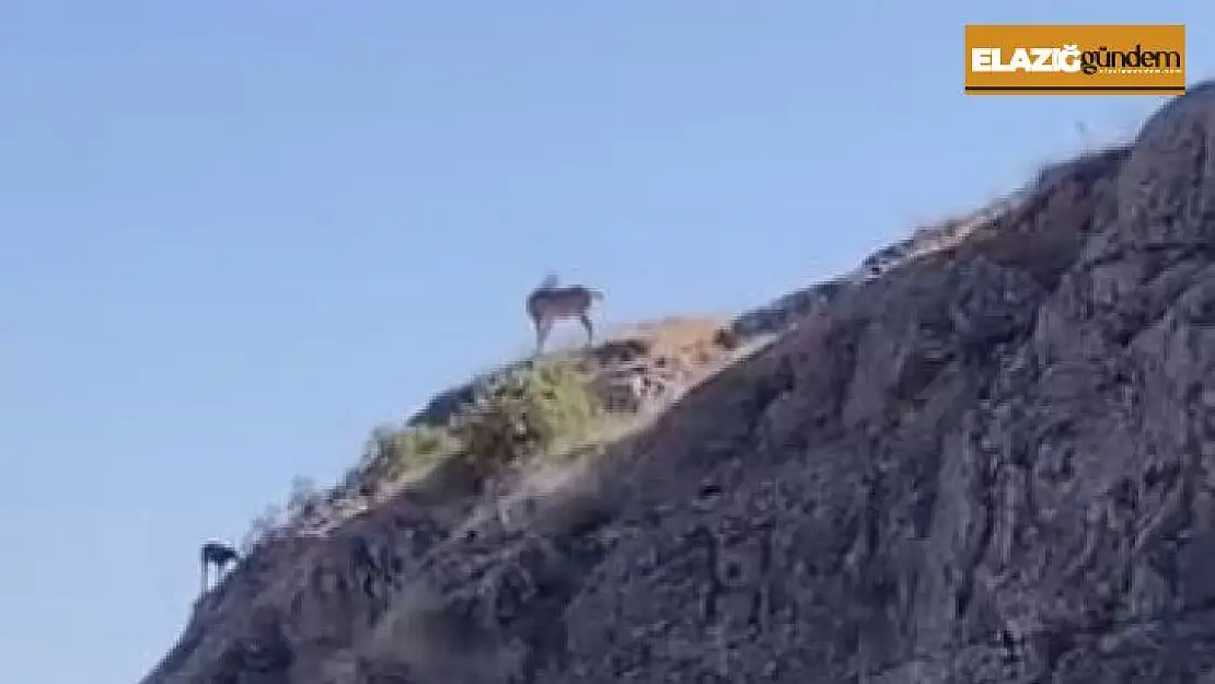 Nesli koruma altındaki dağ keçileri Harput'ta görüntülendi