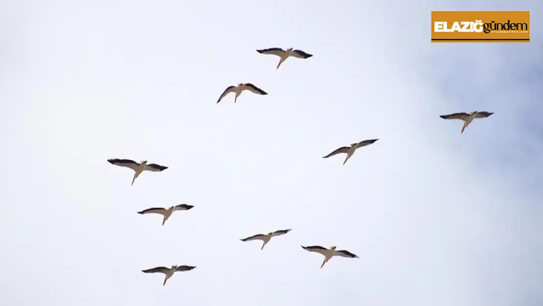 Onlarca leylek gökyüzünü renklendirdi